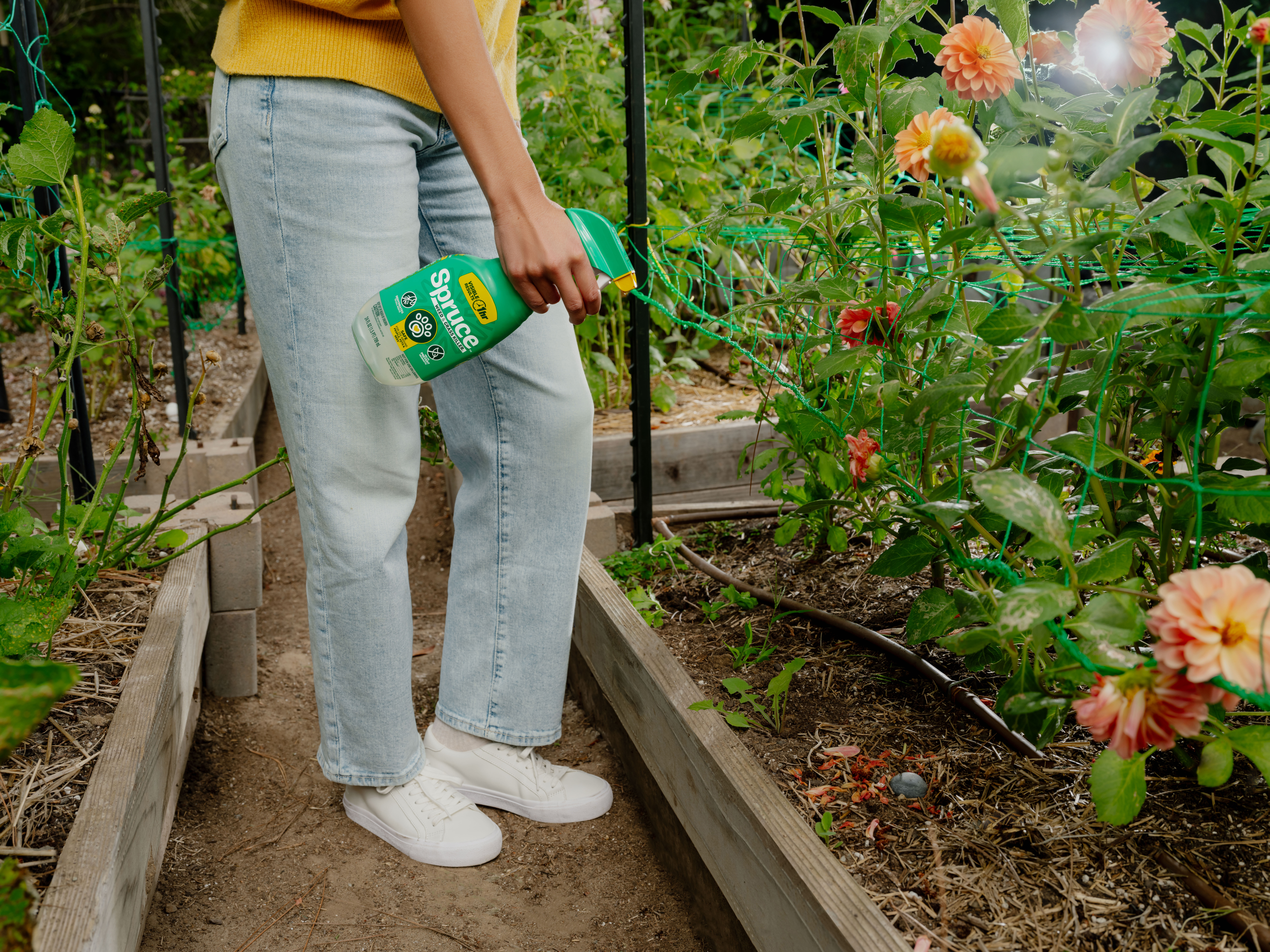 Spruce Weed & Grass Killer Spray in the garden