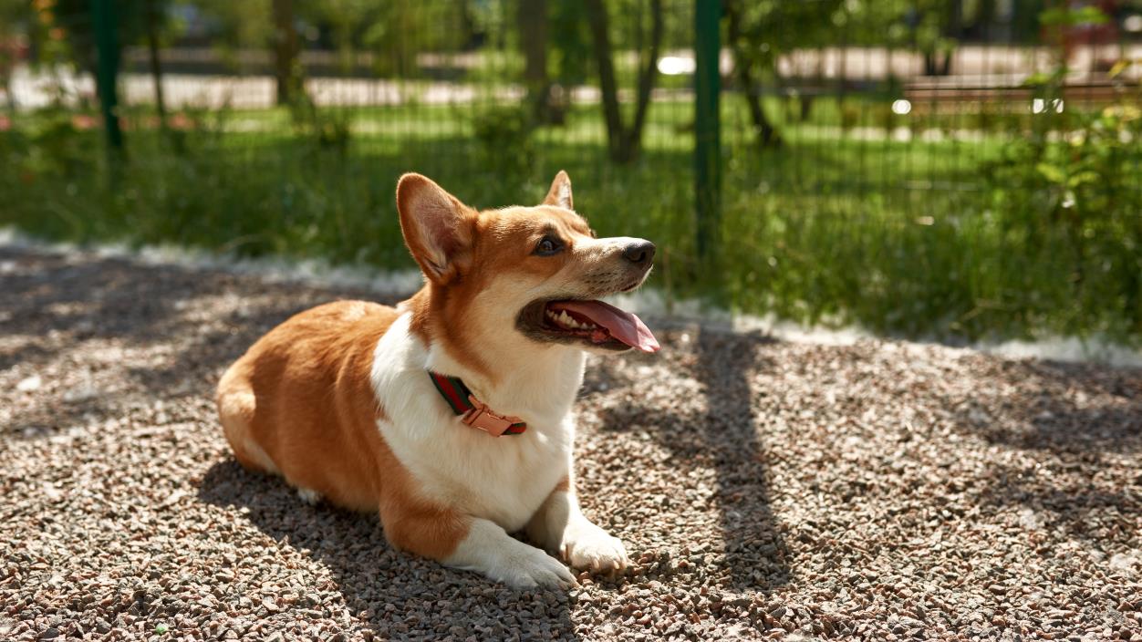 Dog sitting on gravel