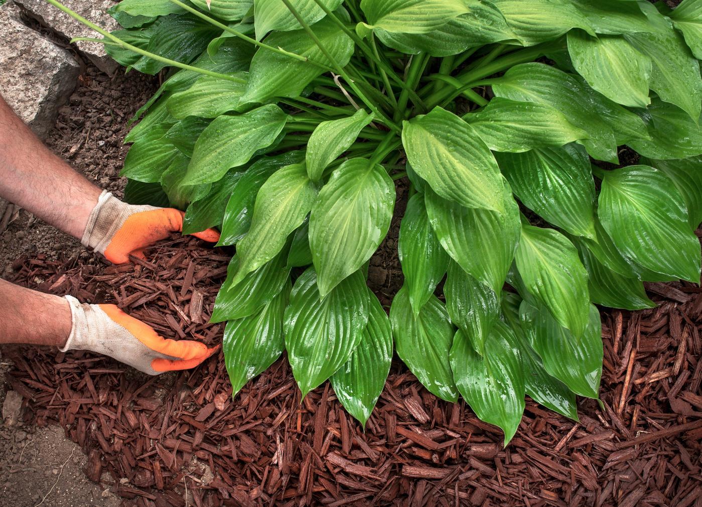Glove in mulch