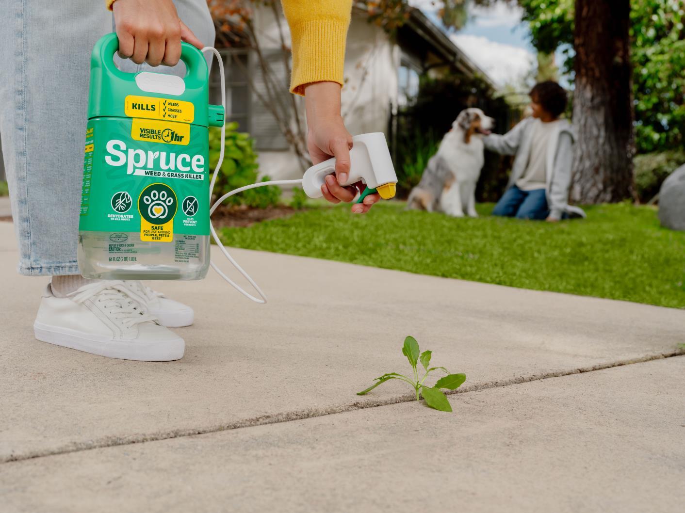 Spruce Weed & Grass Killer Manual Spray Product being used on weed on sidewalk crack.