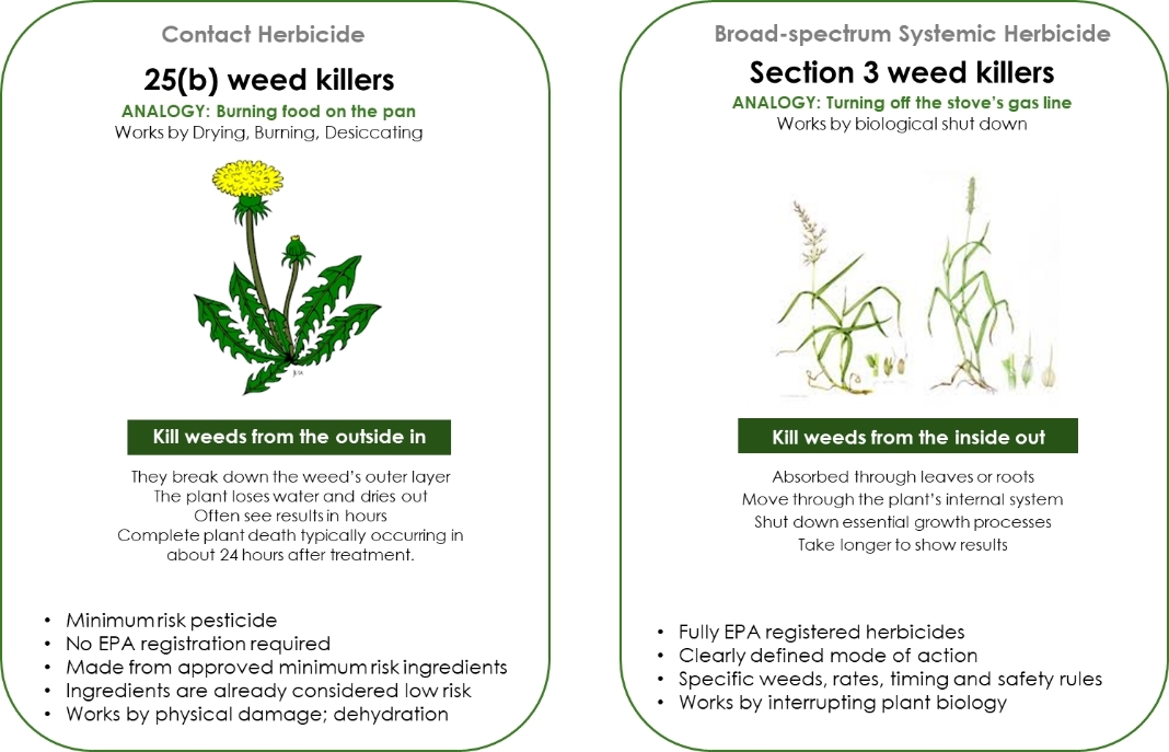 Contact Herbicide. 25(b) weed killers. ANALOGY: Burning food on the pan. Works by Drying, Burning, Desiccating. Image of Dandelion. Kill weeds from the outside in. They break down the weed's outer layer. The plant loses water and dries out. Often see results in hours. Complete plant death typically occurring in about 24 hours after treatment.  Minimum risk pesticide. No EPA registration required. Made from approved minimum risk ingredients. Ingredients are already considered low risk. Works by physical damage; dehydration.  Side Two: Broad-spectrum Systemic Herbicide. Section 3 weed killers. ANALOGY: Turning off the stove's gas line. Works by biological shut down. Kill weeds from the inside out. Absorbed through leaves or roots. Move through the plant's internal system. Shut down essential growth processes. Take longer to show results. Fully EPA registered herbicides. Clearly defined mode of action. Specific weeds, rates, timing and safety rules. Works by interrupting plant biology.