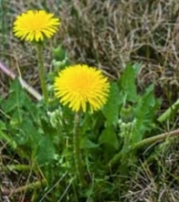 Dandelion