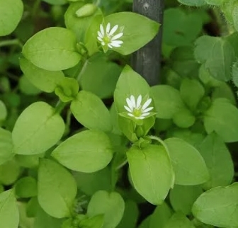 Common Chickweed