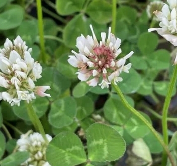 White Clover