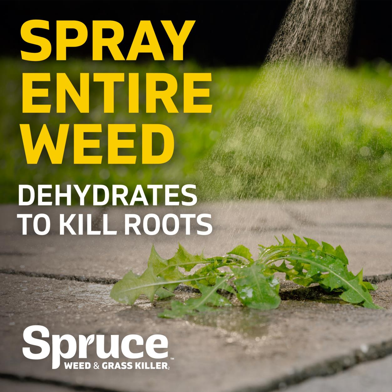 Spray entire weed, dehydrates to kill roots