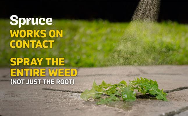 Spruce works on contact. Spray the entire weed ( not just the root )