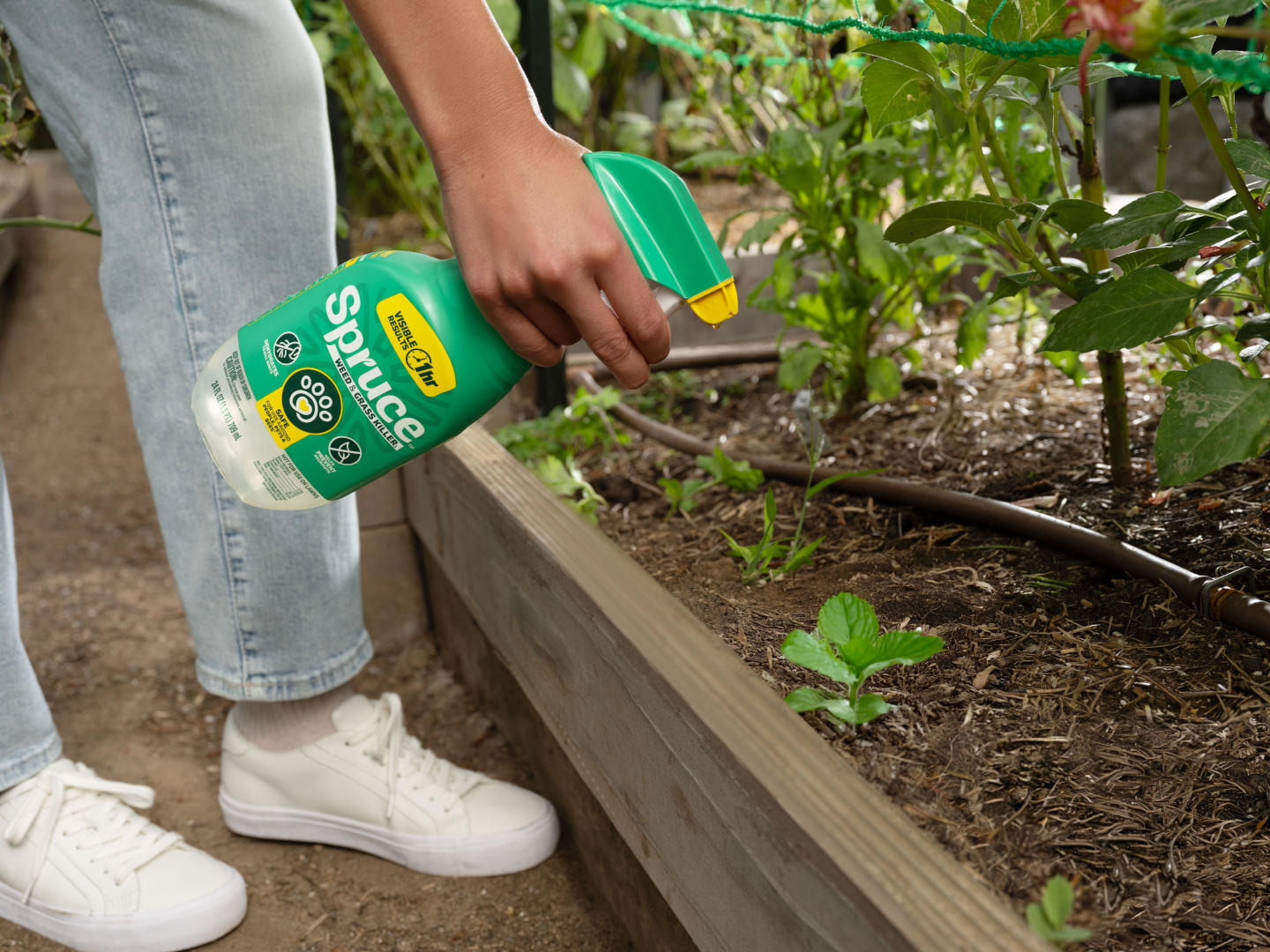 Spruce Weed & Grass Killer being used in the garden