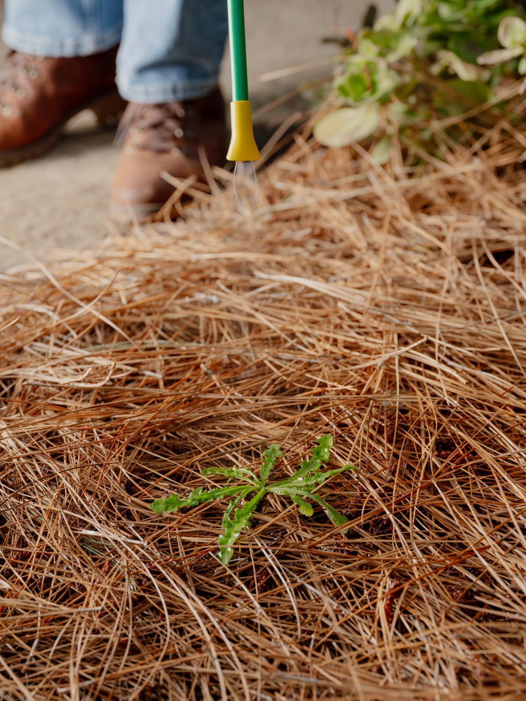 Spruce Weed & Grass Killer being sprayed on weed