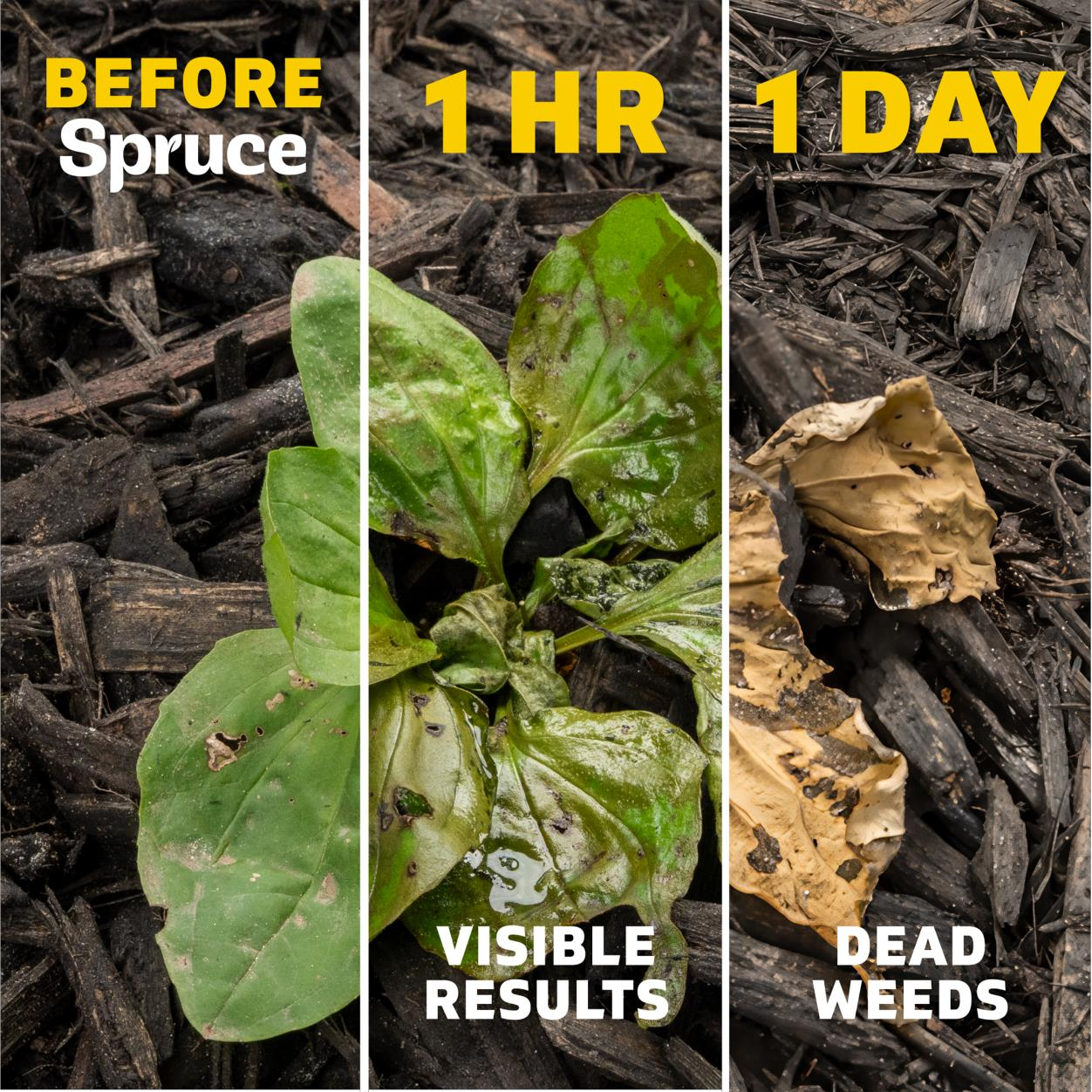 Spruce Weed & Grass Killer effect on weed timelapse image