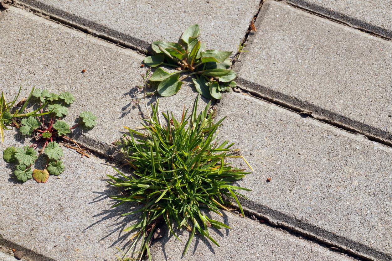 Weeds in gaps between bricks