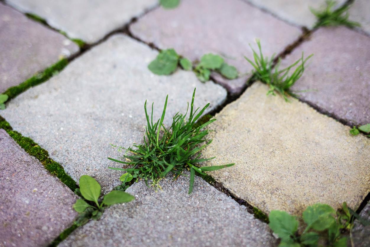 Weeds among brick pathway