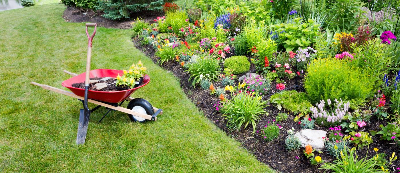 Wheelbarrow in garden